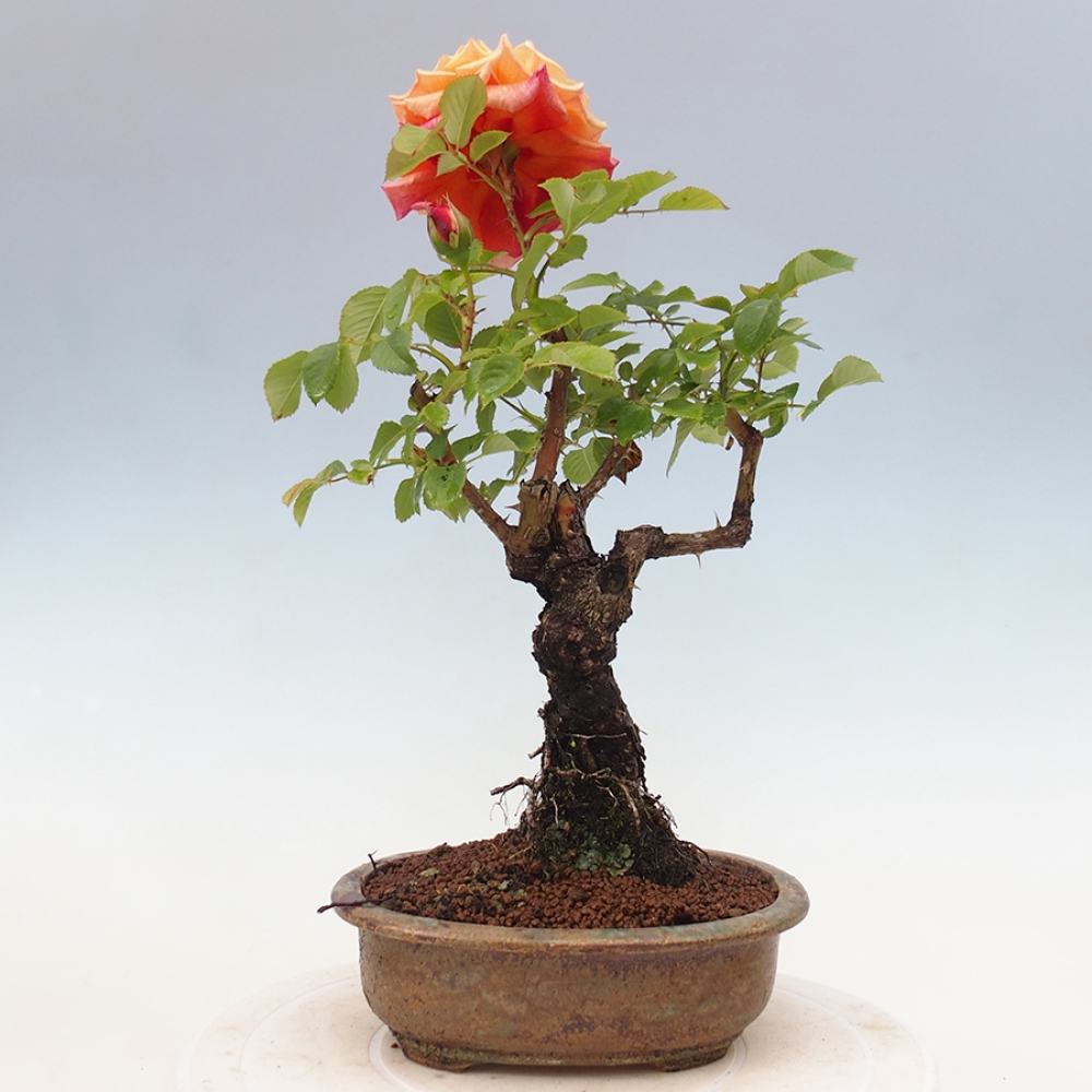 Bonsai na zewnątrz - Rosa Kordes - róża 