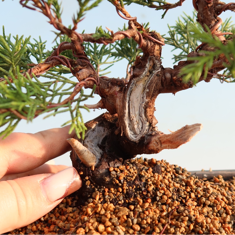 Outdoor bonsai - Juniperus chinensis Itoigawa - Jałowiec chiński