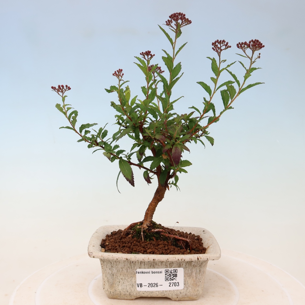 Bonsai ogrodowe – spirea japońska – Spirea japonica Anthony Waterer