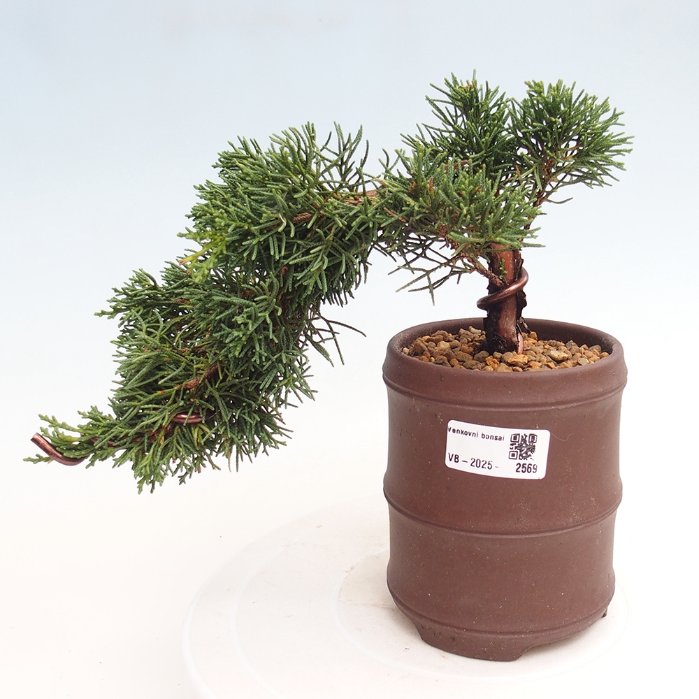 Bonsai zewnętrzne - Juniperus chinensis Kishu - Jałowiec chiński