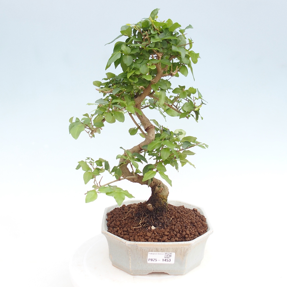 Indoor bonsai -Ligustrum chinensis - dziób ptaka