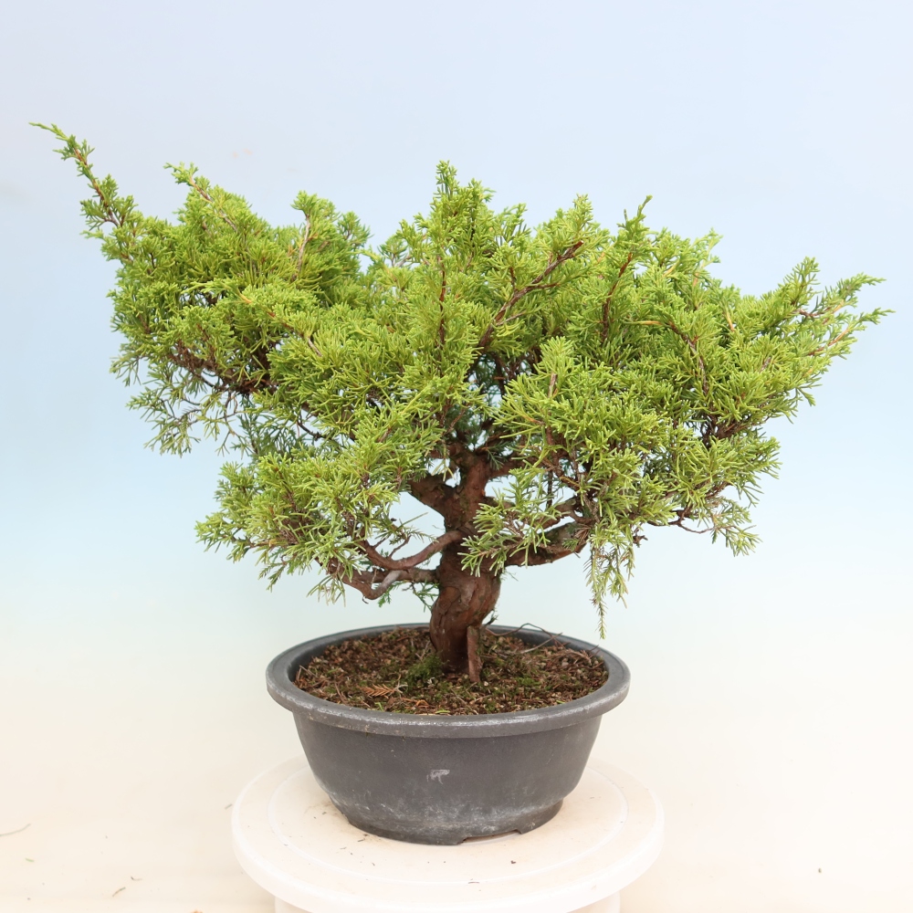 Bonsai ogrodowe – Juniperus chinensis Itoigawa – jałowiec chiński