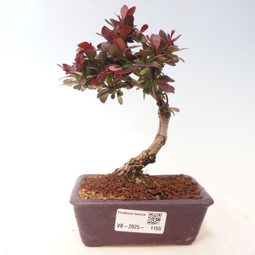 Outdoor bonsai - Berberis thunbergii Kobold - Dřištál Thunberg's