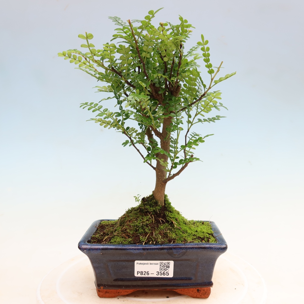Pokój bonsai - Zantoxylum piperitum - drzewo pieprzowe