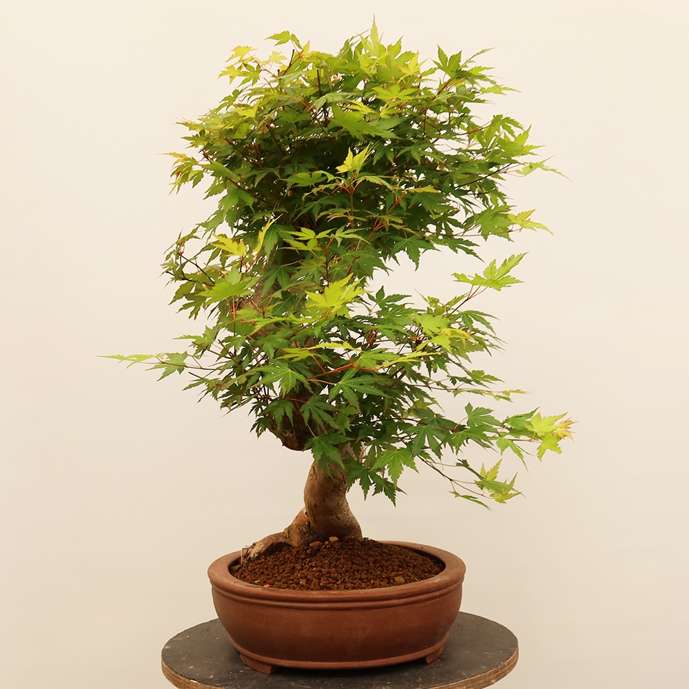 Outdoor bonsai - Klon palmowy - Palmy