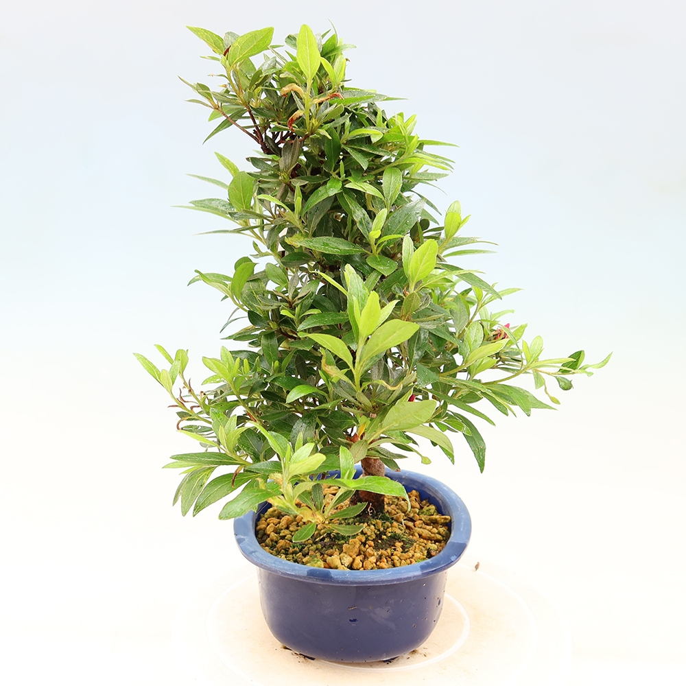 Outdoor bonsai - Azalia japońska - Azalia Yoko