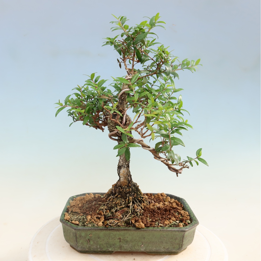 Bonsai pokojowe – Myrtus communis – mirt pospolity