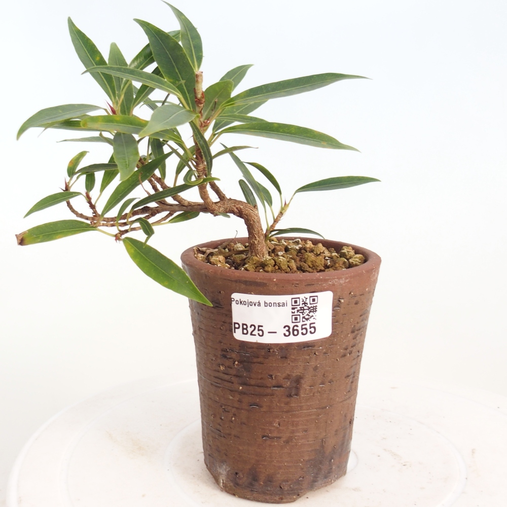 Pokój bonsai - Ficus nerifolia - figowiec drobnolistny