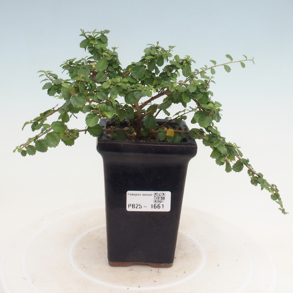 Bonsai wewnętrzne - Grewia sp. - Grewie drobnolistne