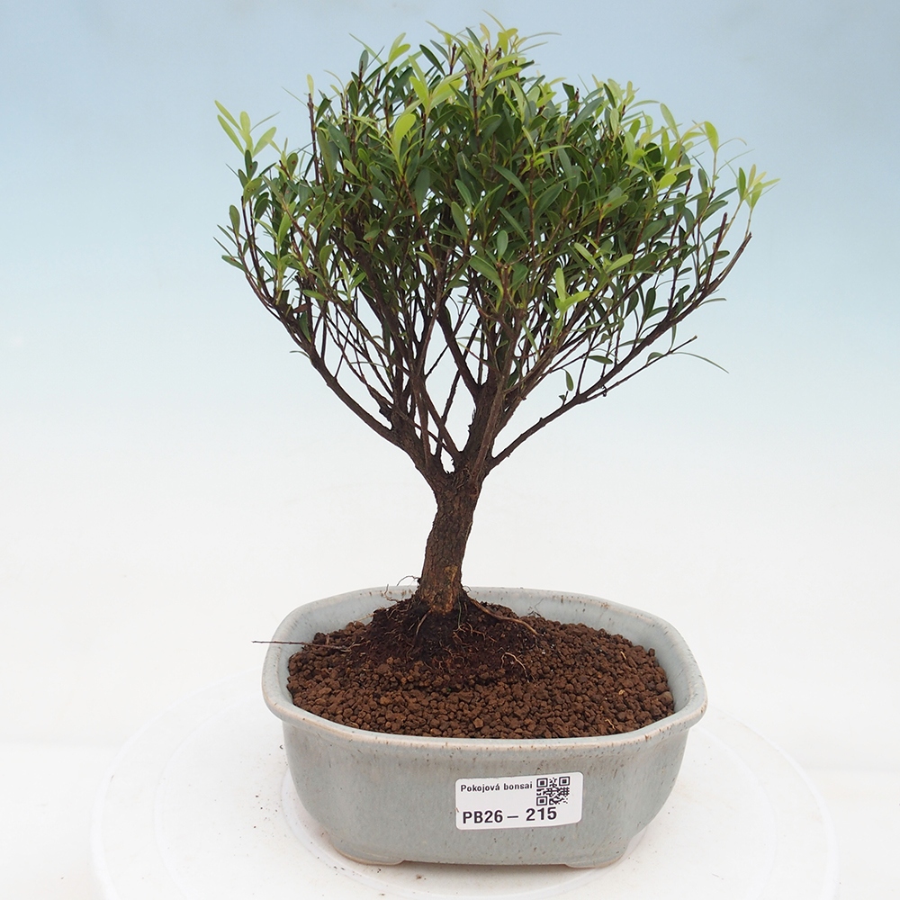 Pokój bonsai - Syzygium - Pimento