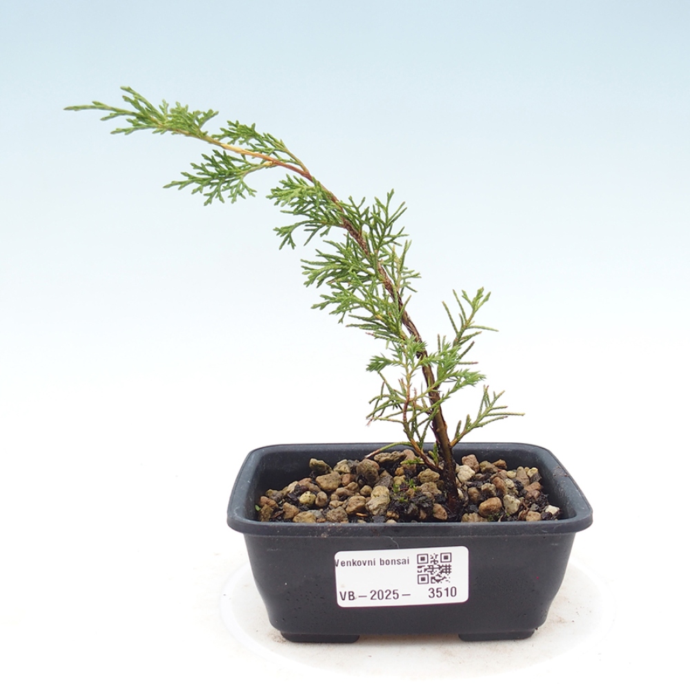 Outdoor bonsai - Juniperus chinensis Itoigawa