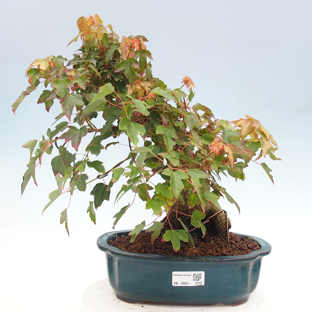 Outdoor bonsai - Acer Buergerianum - Klon Burger