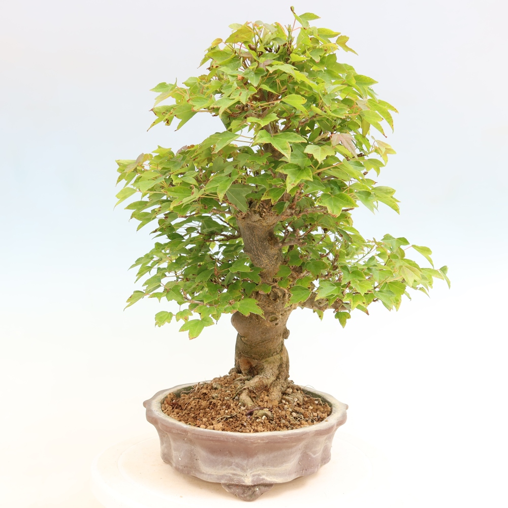 Outdoor bonsai - Klon burgeryjski - Acer burgerianum