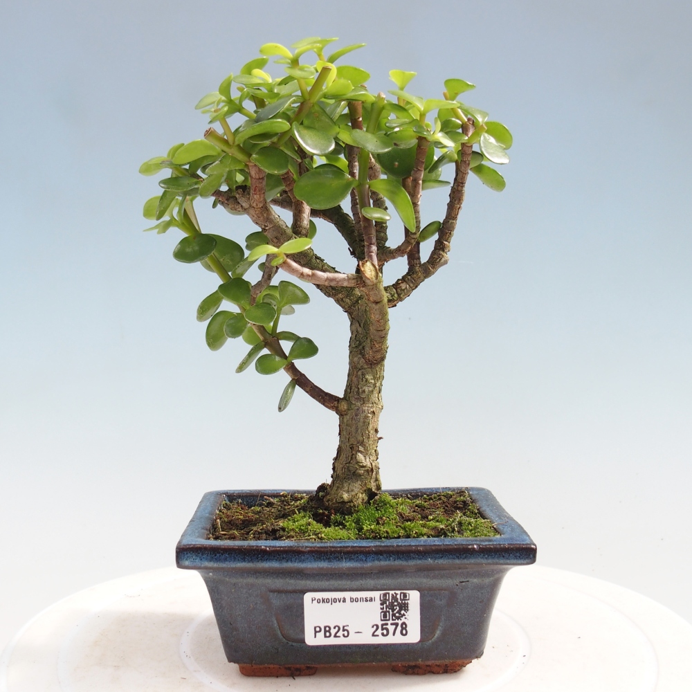 Kryty bonsai - Portulakaria Afra - Tlustice