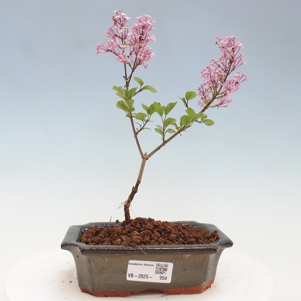 Bonsai zewnętrzne - Syringa Meyeri Palibin - Liliowy Meyera