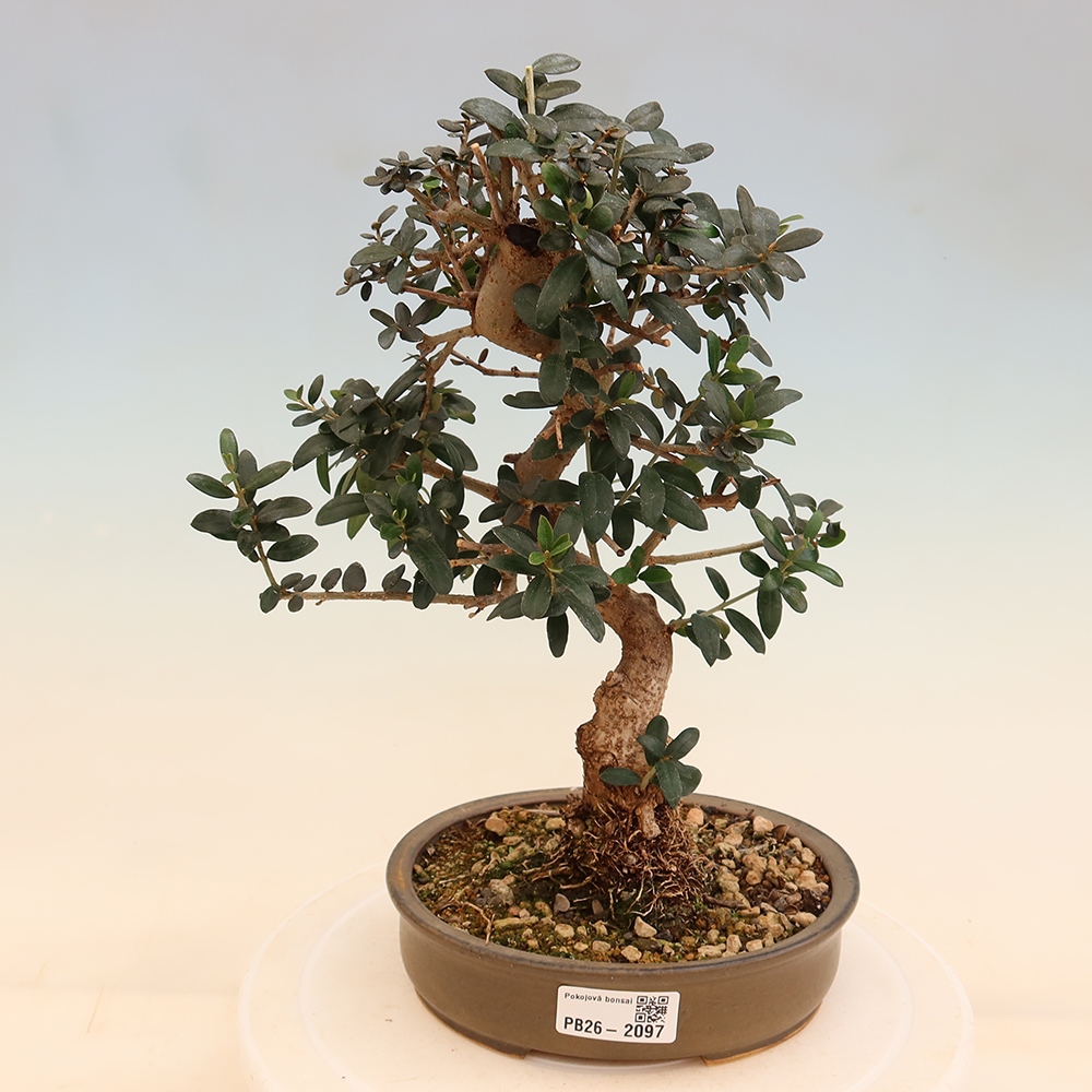 Bonsai do wnętrz - Olea europaea sylvestris