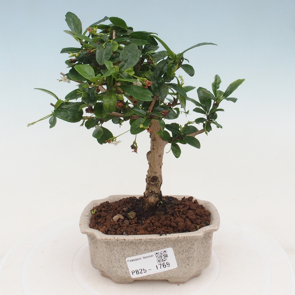 Bonsai wewnętrzne - Carmona makrophylla - Herbata Fuki