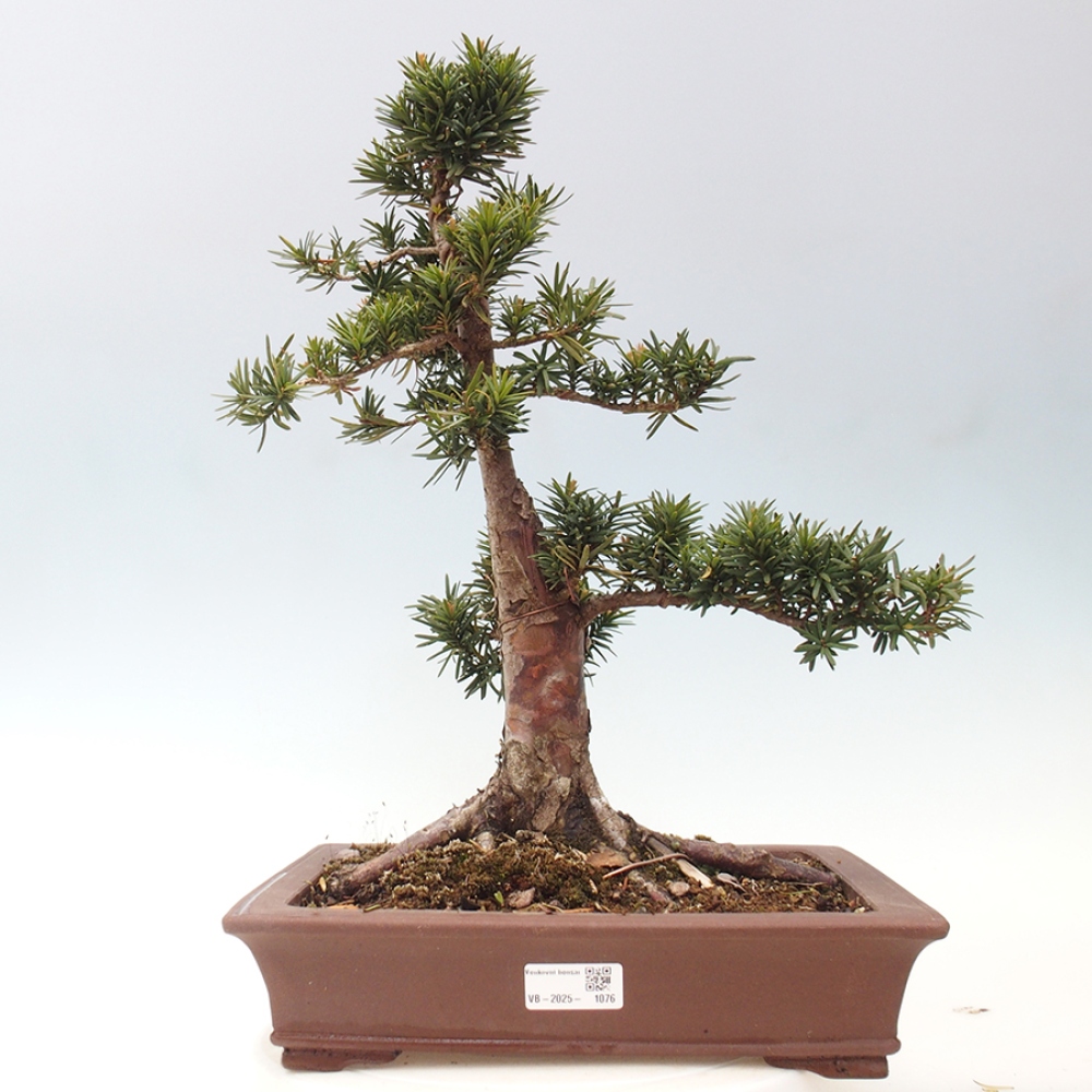 Bonsai na zewnątrz - Taxus cuspidata - cis japoński
