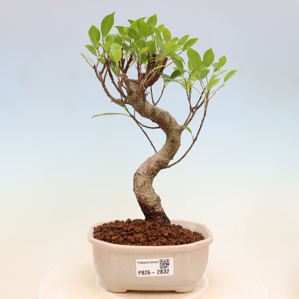 Pokój bonsai - Ficus kimmen - figowiec drobnolistny