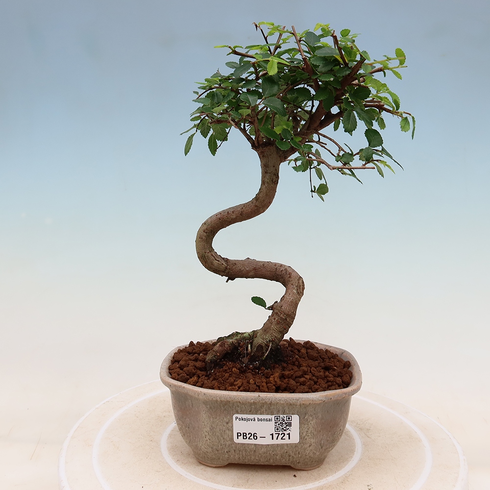 Pokój bonsai - Ulmus parvifolia - Wiąz drobnolistny