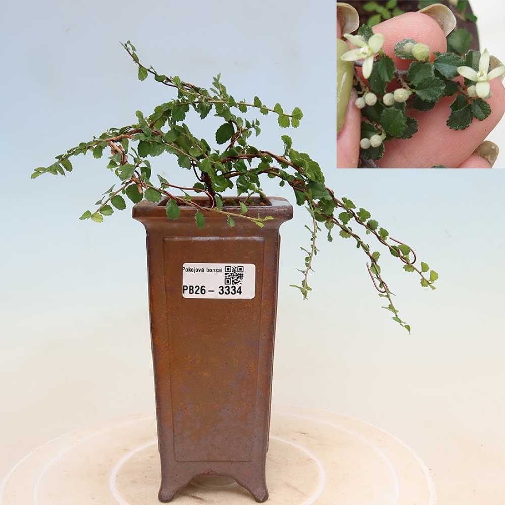 Pokój bonsai - Grewia sp. - Grewia malafolia