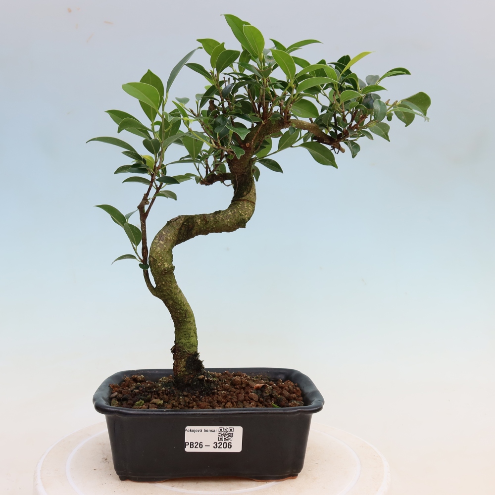 Pokój bonsai - Ficus kimmen - figowiec drobnolistny