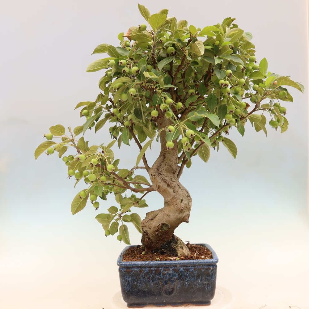 Outdoor bonsai - Malus halliana - Jabłoń drobnoowocowa