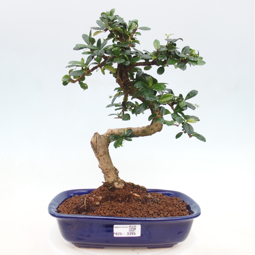Bonsai pokojowe - Carmona macrophylla - Tea fuki