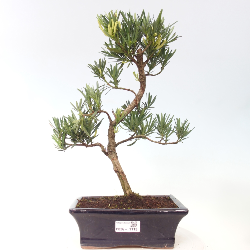 Pokój bonsai - Podocarpus - Kamienny cis