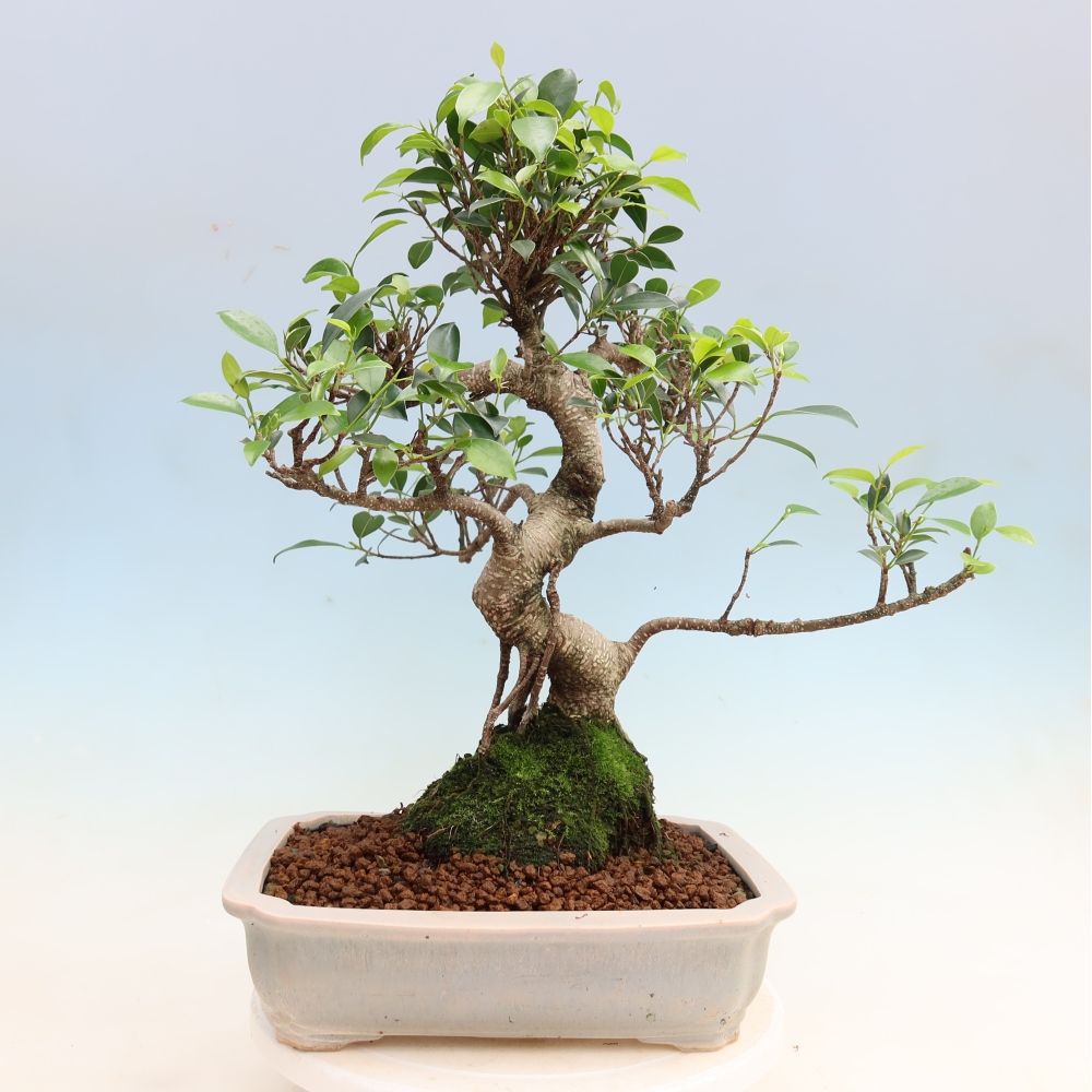 Pokój bonsai - Ficus kimmen - figowiec drobnolistny