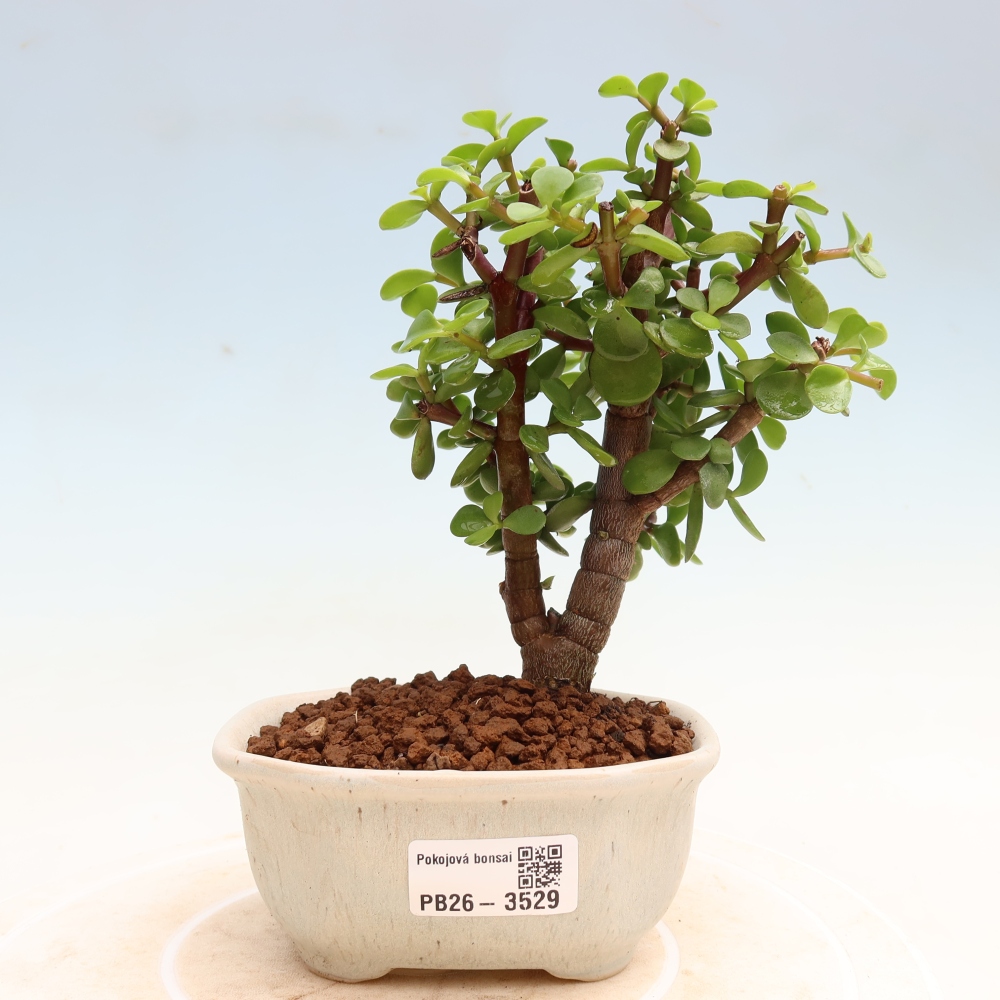 Pokój bonsai - Portulakaria Afra - Tlustice