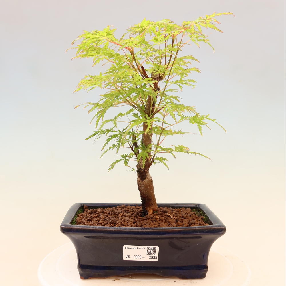 Bonsai ogrodowe – Acer palmatum Dissectum – klon palmowy 