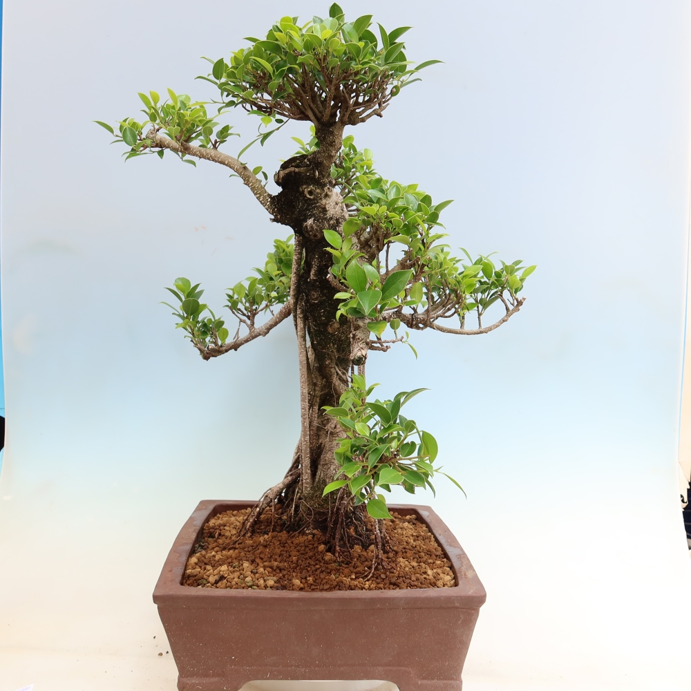 Pokój bonsai - Ficus kimmen - figowiec drobnolistny