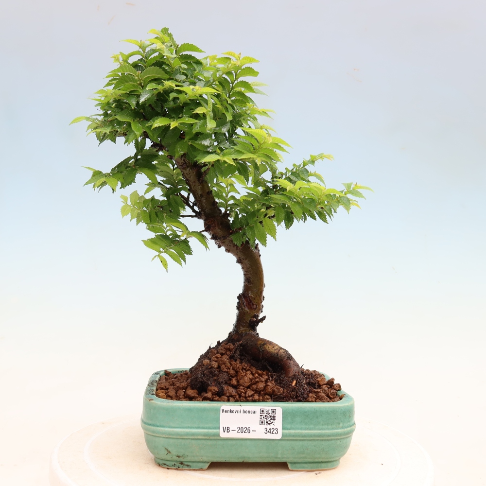 Bonsai ogrodowe – Ulmus Jacqueline Hillier – wiąz piękny
