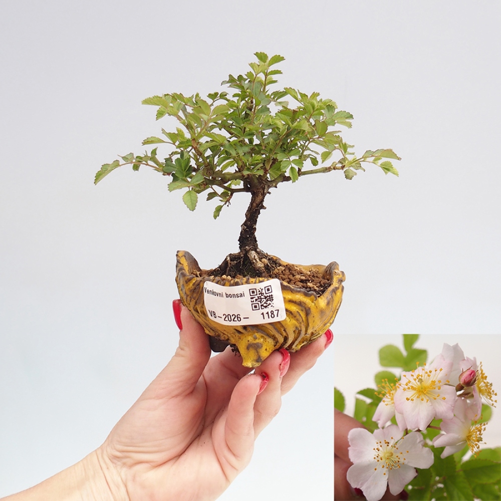 Outdoor bonsai - Rosa sp. - róża drobnokwiatowa
