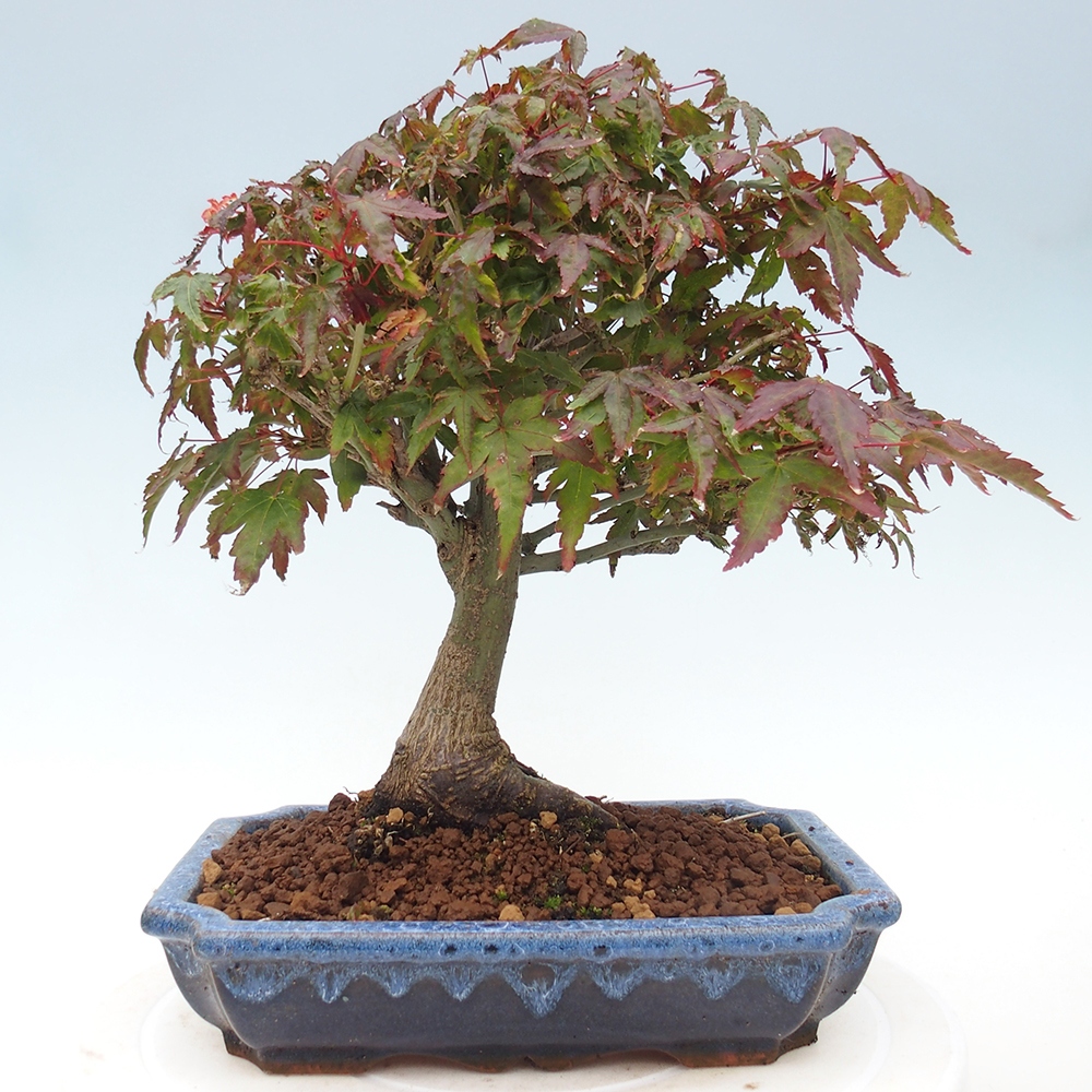 Acer palmatum KIOHIME - klon palmowy