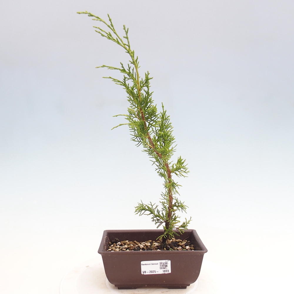 Outdoor bonsai - Juniperus chinensis Itoigawa - Jałowiec chiński