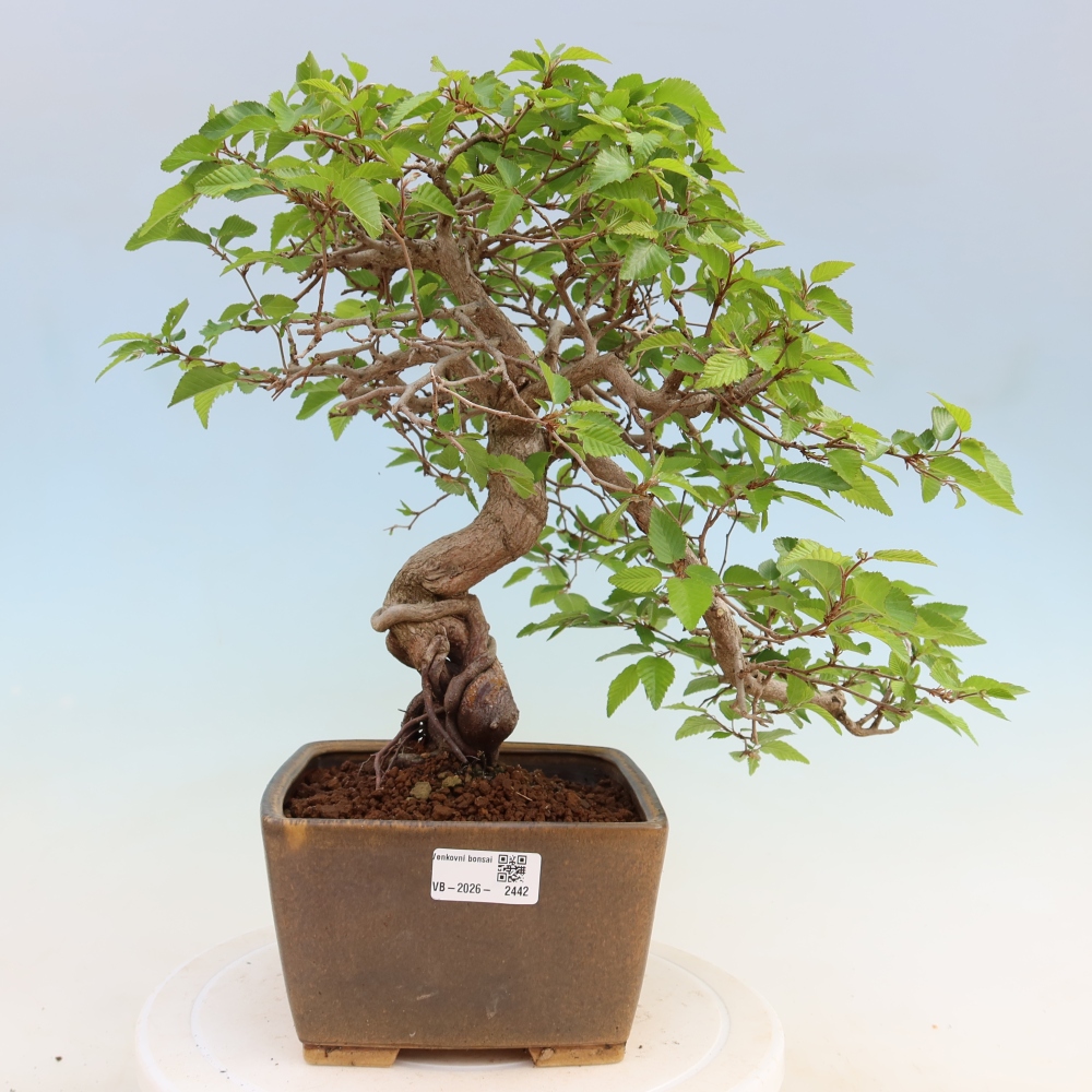 Outdoor bonsai - Carpinus coreana - grab koreański