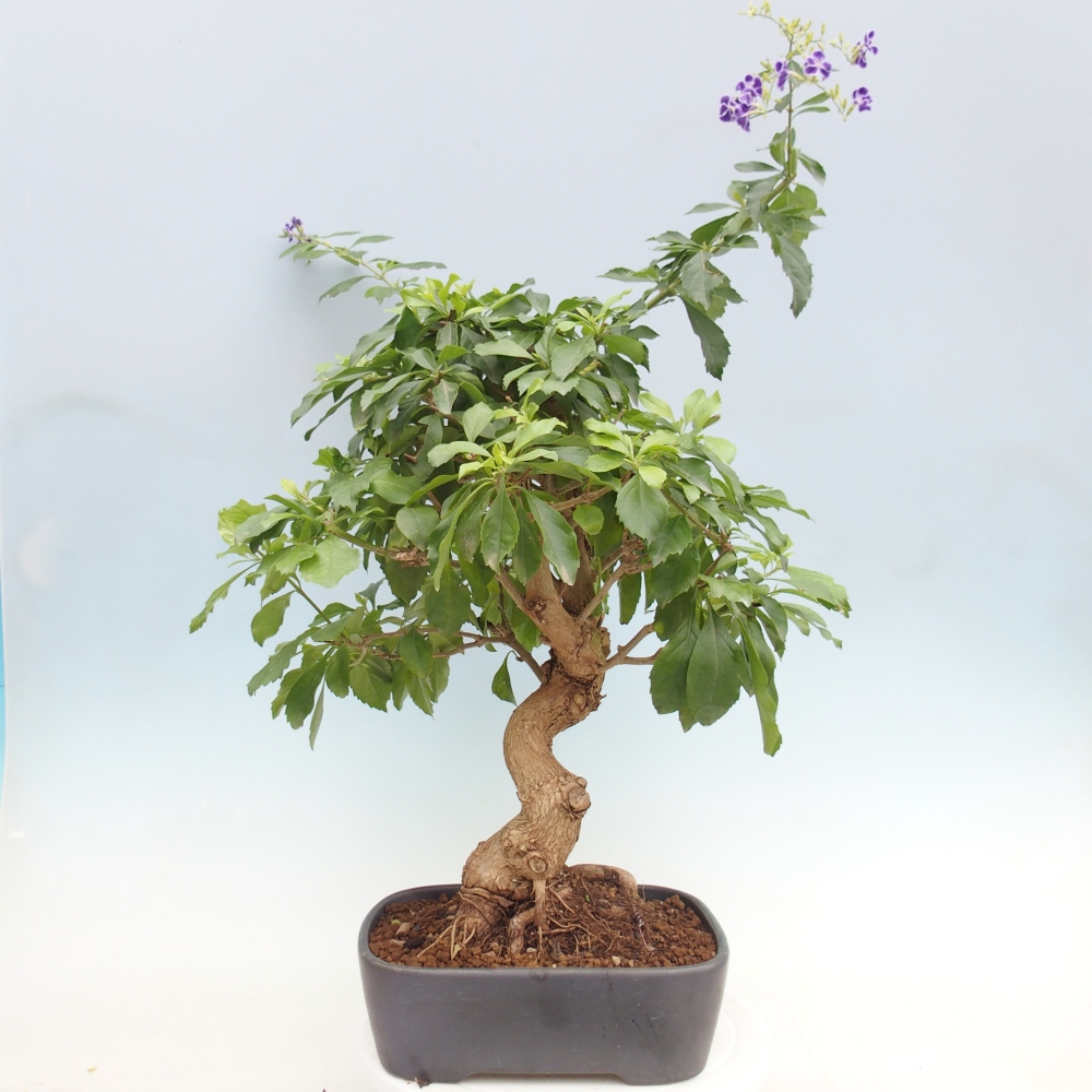 Bonsai pokojowe - Duranta repens -Duranta