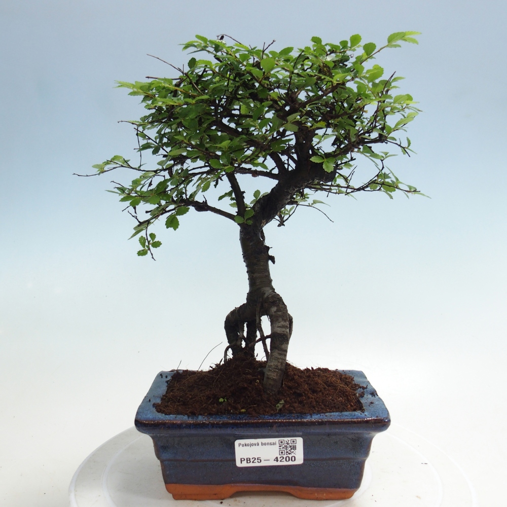 Pokój bonsai - Ulmus parvifolia - Wiąz drobnolistny