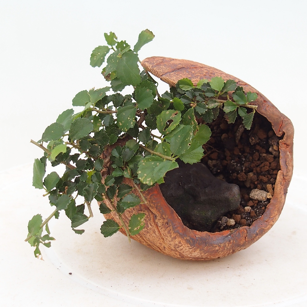 Pokój bonsai - Grewia sp. - Grewia malafolia