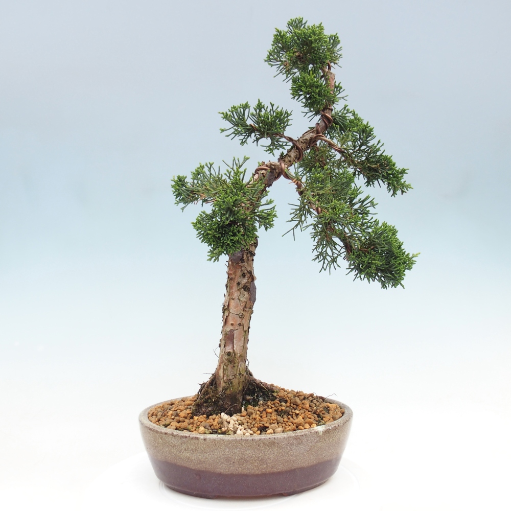 Outdoor bonsai - Juniperus chinensis Kishu