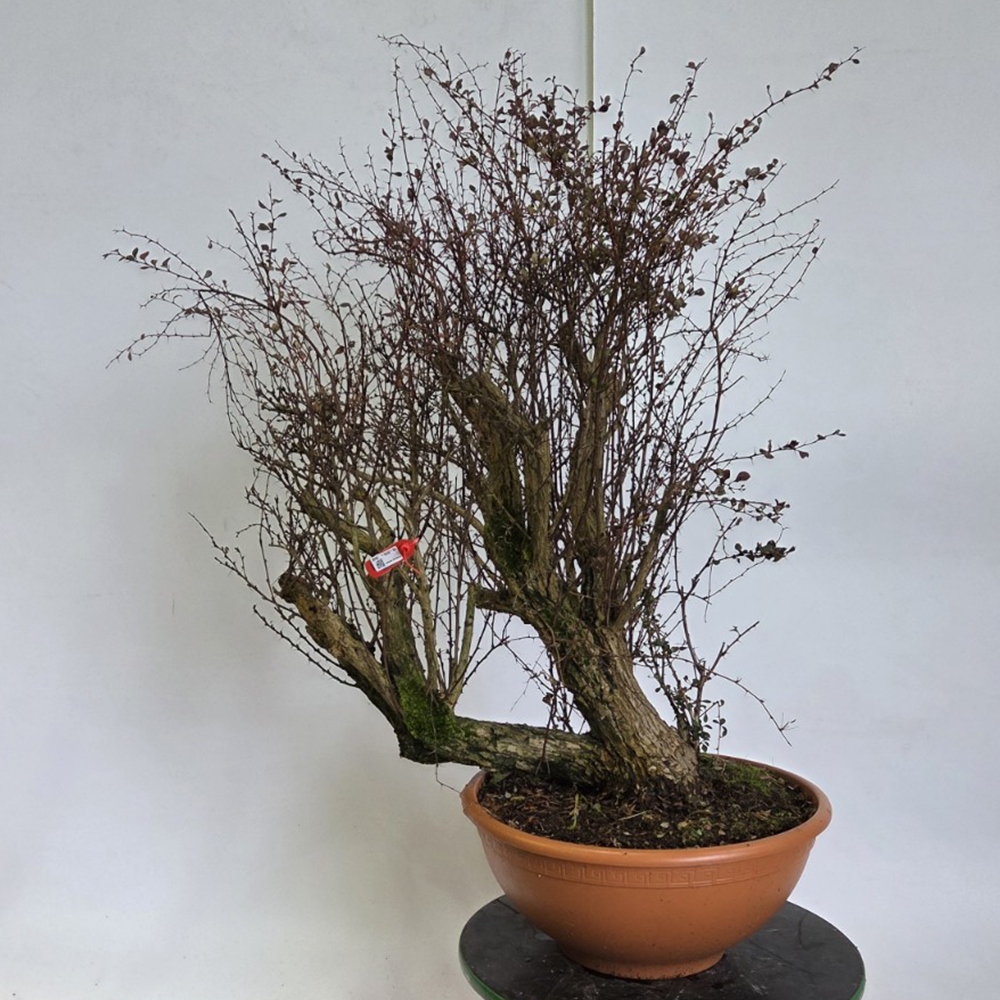 Zewnętrzne bonsai - Berberys - Berberis thunbergii atropurpurea