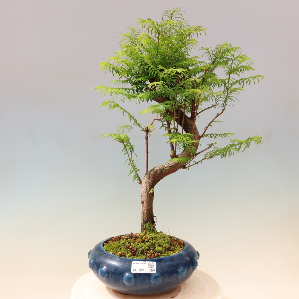 Outdoor bonsai - Metasequoia glyptostroboides - Metasekwoja chińska
