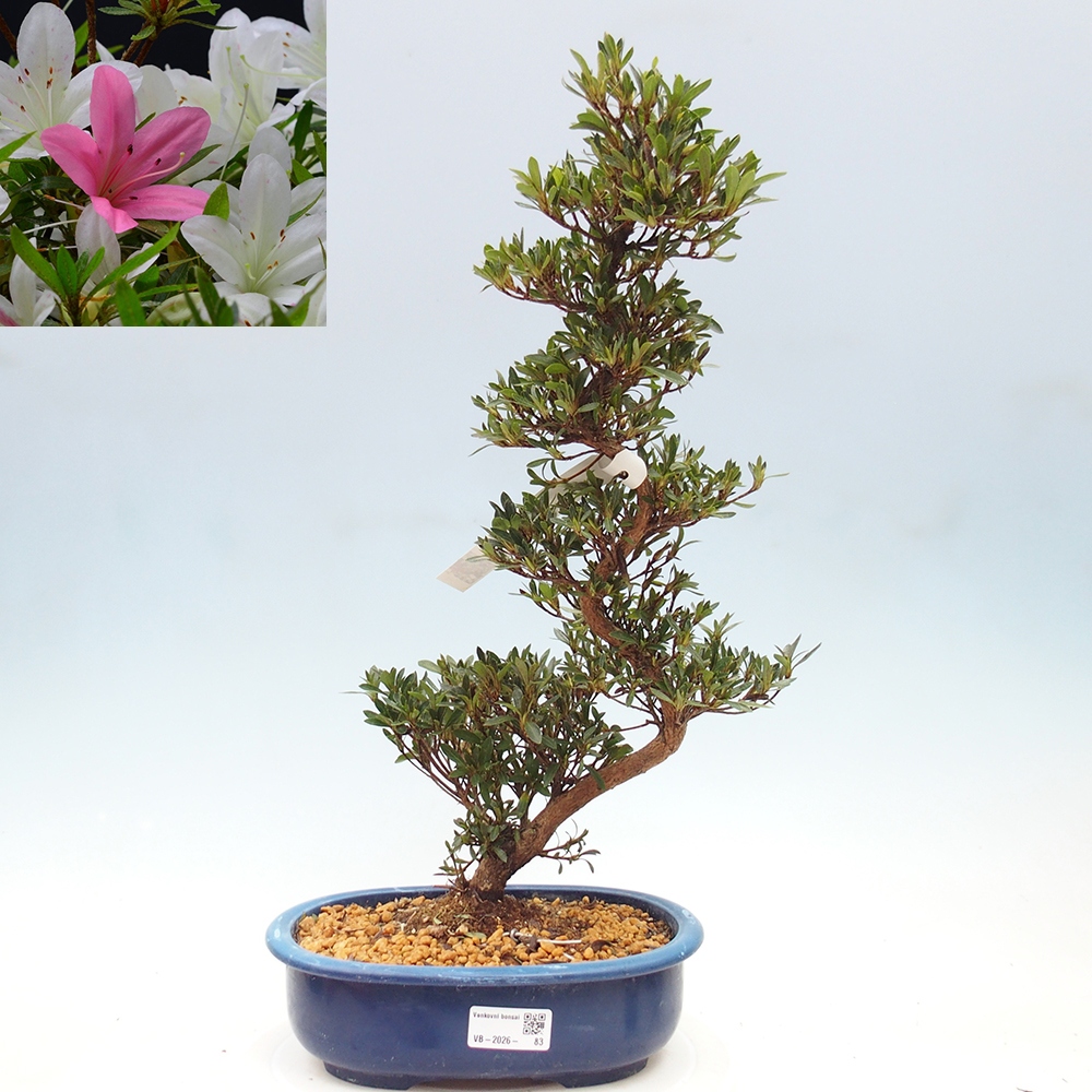 Bonsai zewnętrzne - Azalia japońska - Azalia Hakurin