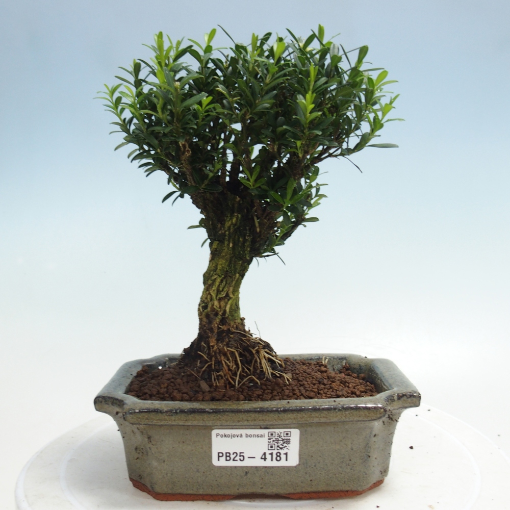 Pokój bonsai - Buxus harlandii - buxus korkowy