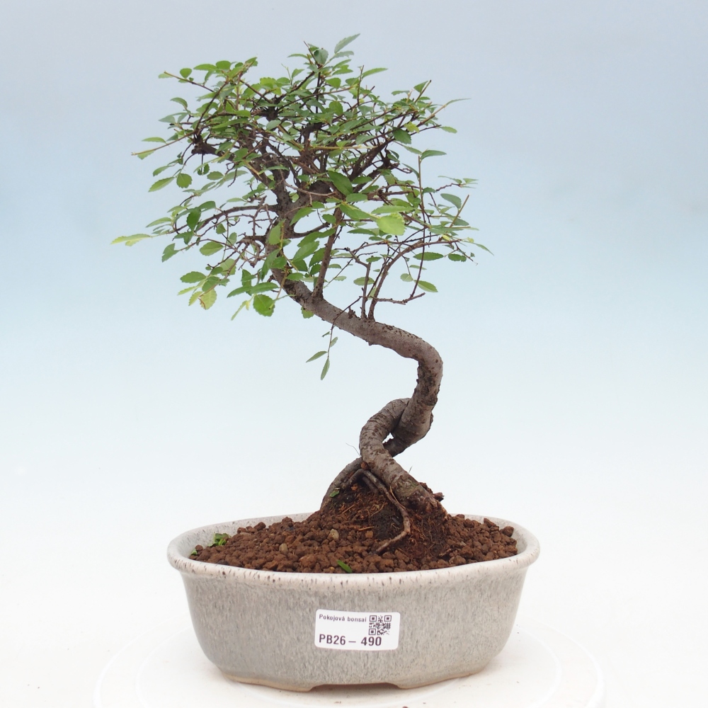 Pokój bonsai - Ulmus parvifolia - Wiąz drobnolistny