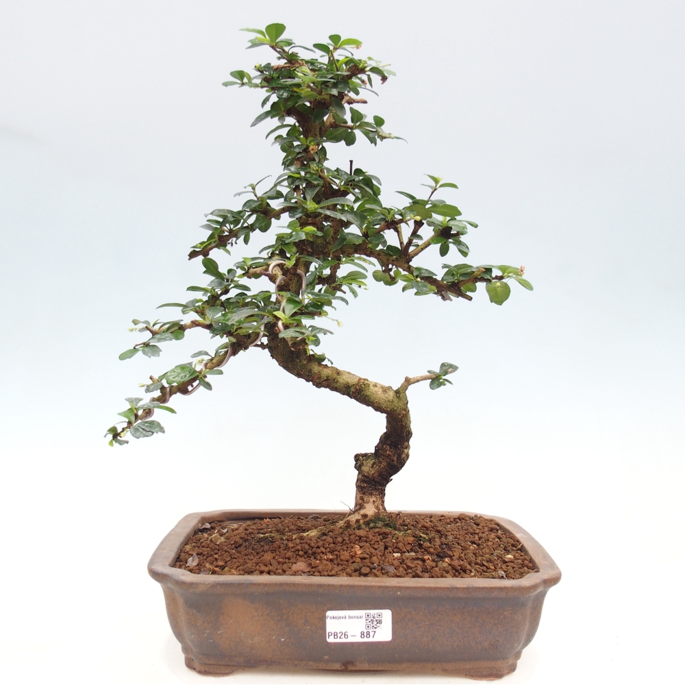 Bonsai pokojowe - Carmona macrophylla - Tea fuki
