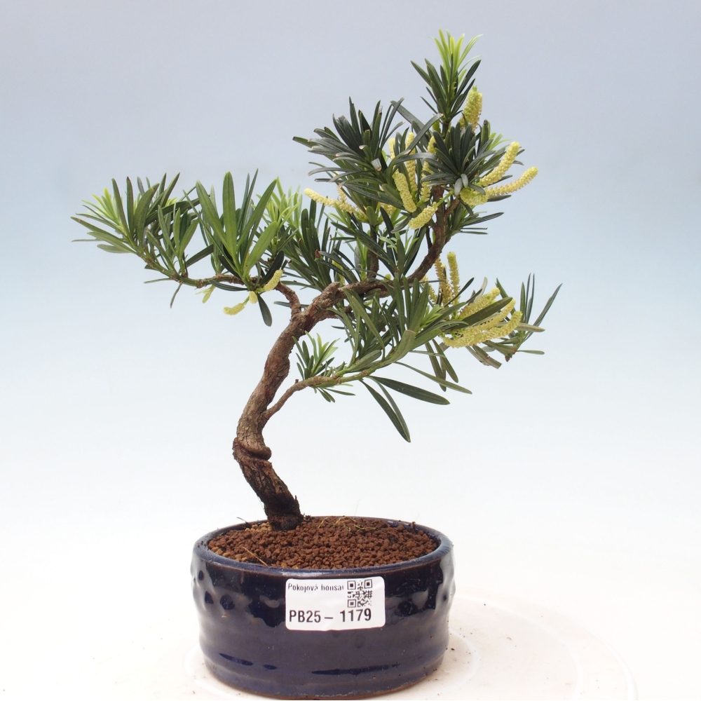 Kryty bonsai - Podocarpus - Kamień tys