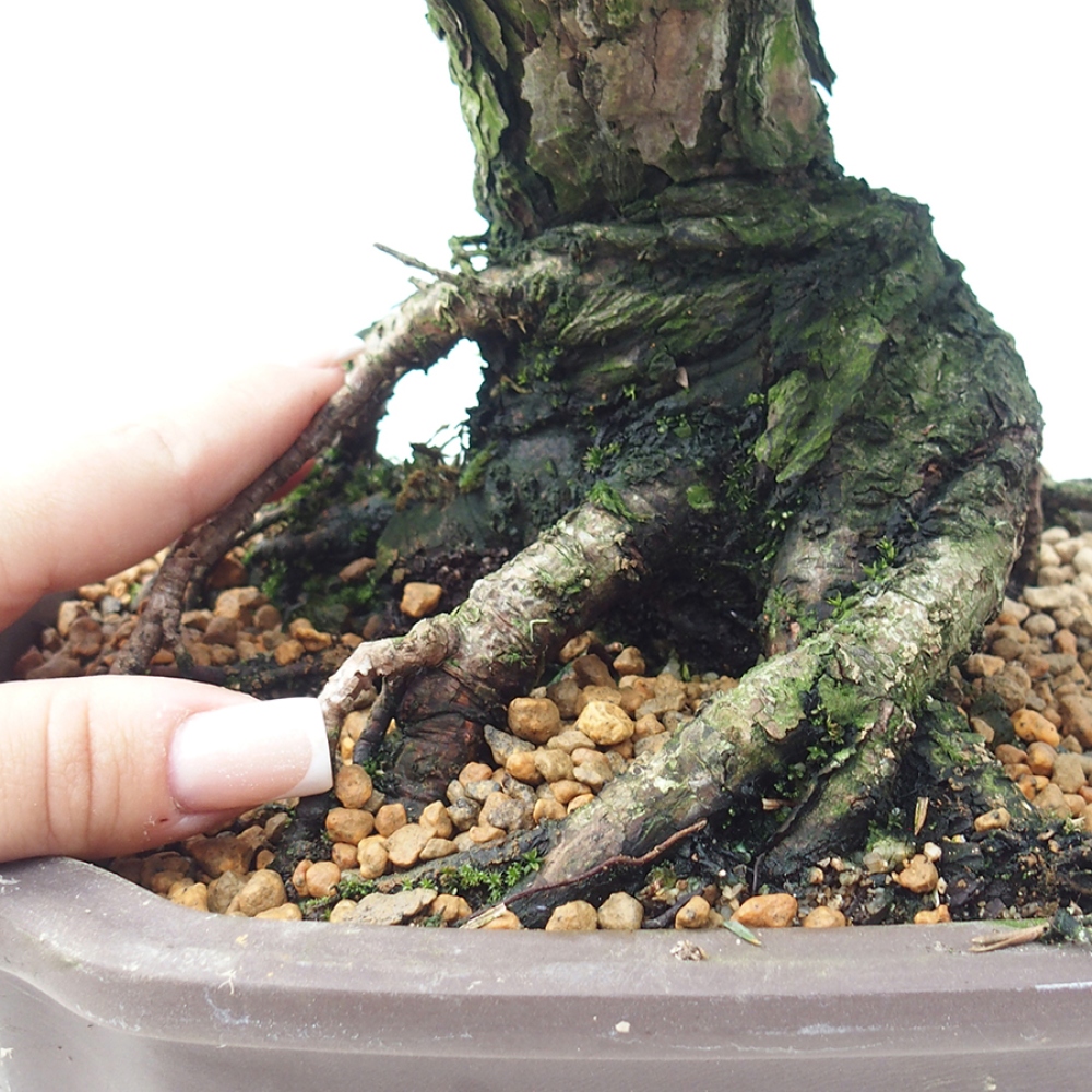 Outdoor bonsai - Pinus thunbergii Kotobuki - Sosna Thunberga